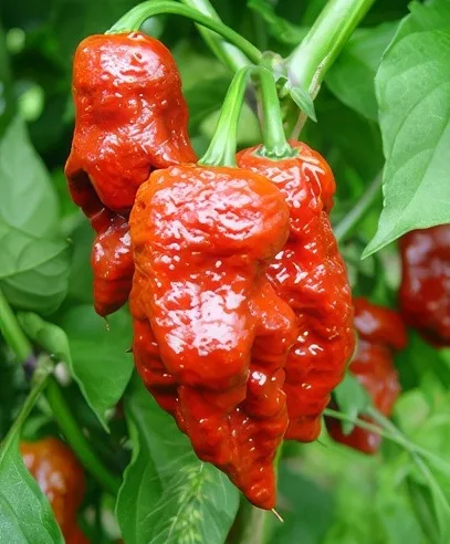 7 Pot Madballz pepper