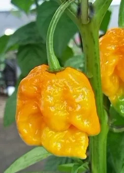 7 Pot Yellow pepper