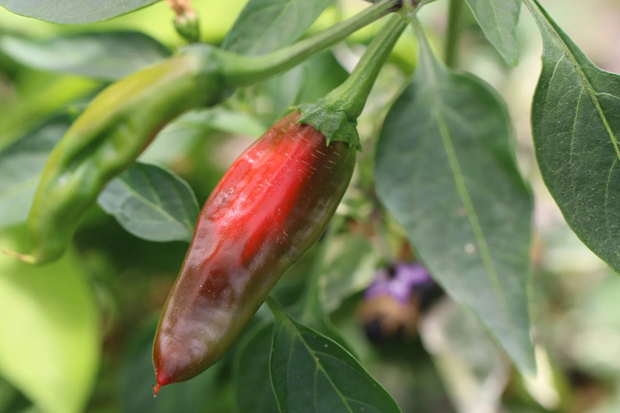 Afghan pepper