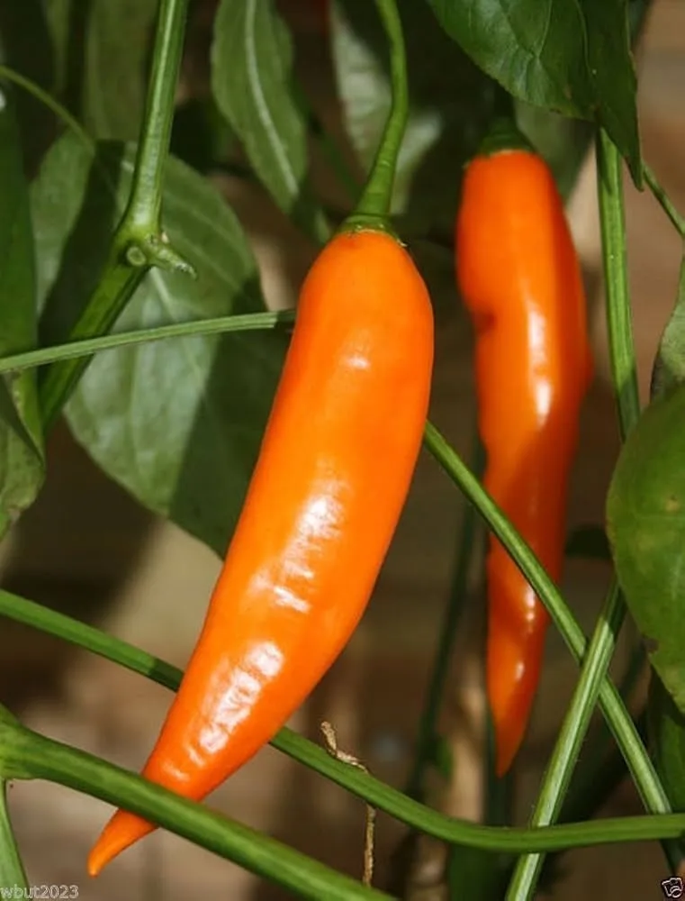 Ají Amarillo pepper