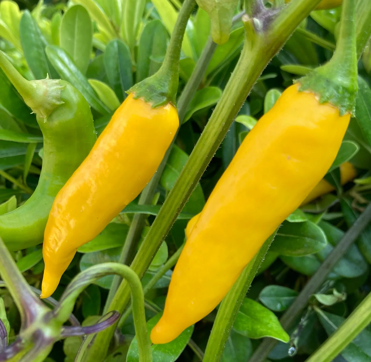 Ají Pineapple pepper