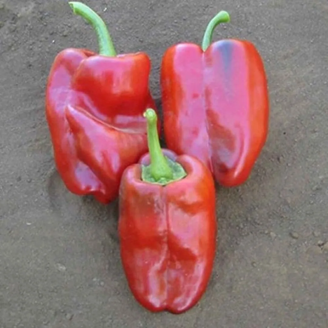 Ancho Ranchero Hybrid pepper