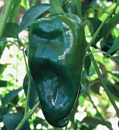 Ancho San Luis pepper