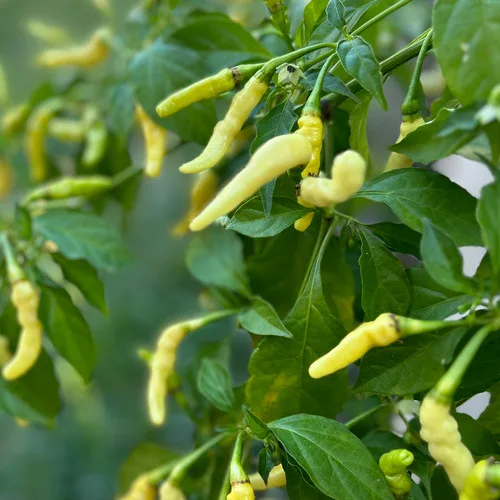 Aribibi Gusano pepper