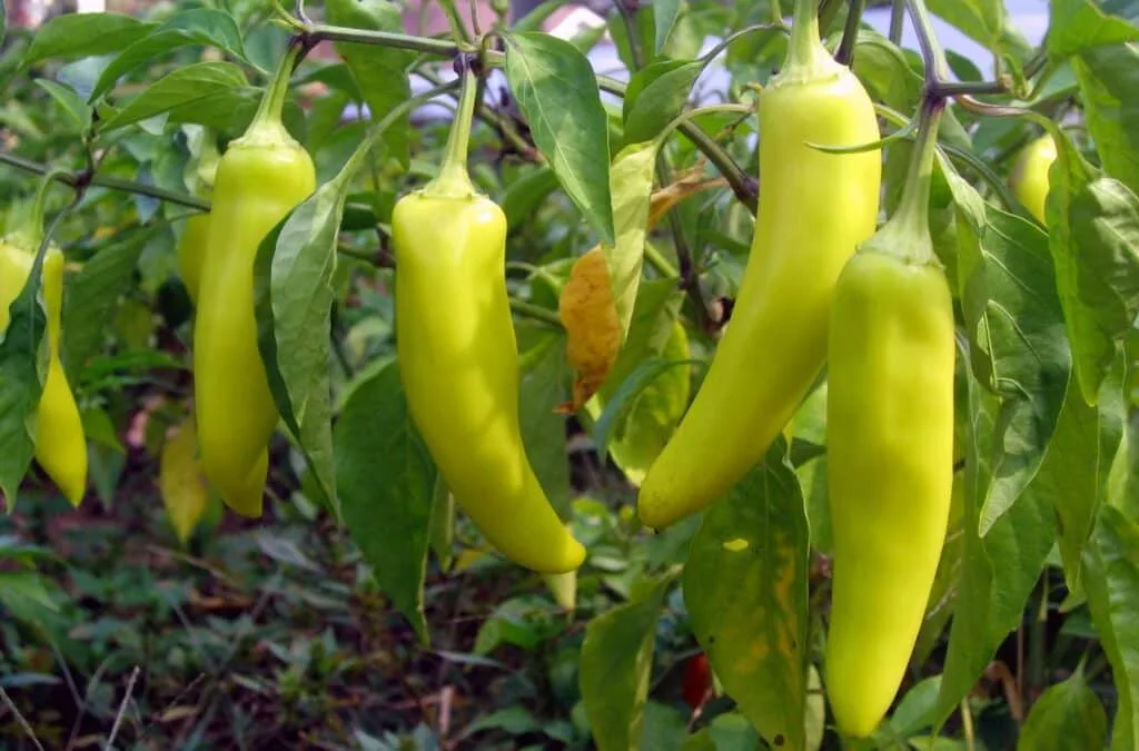 Banana Hot peppers