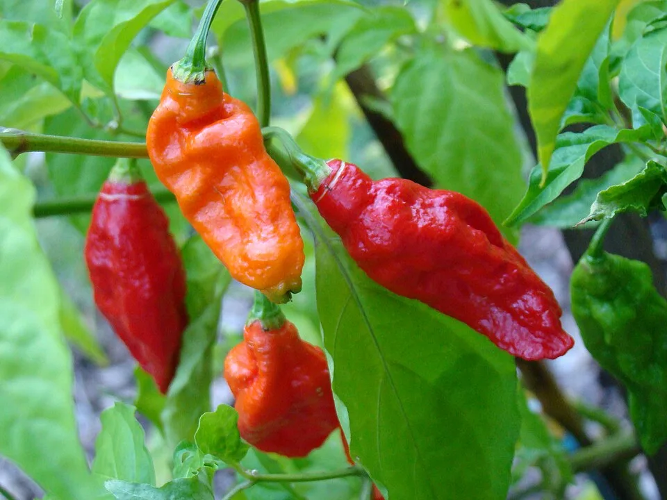 Bhut Jolokia pepper
