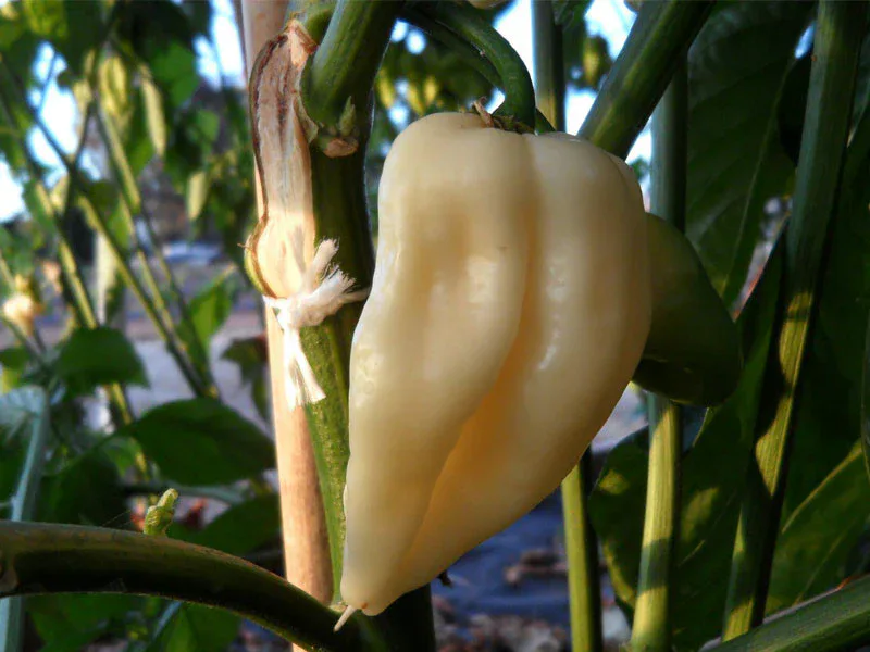 Bhut Jolokia White pepper