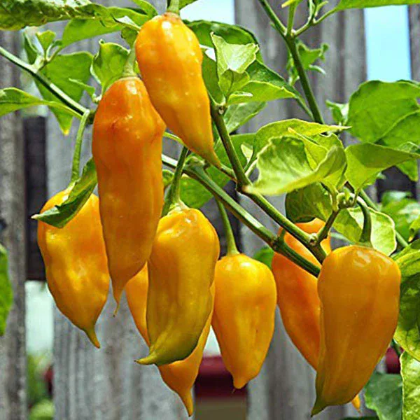Bhut Jolokia Yellow pepper