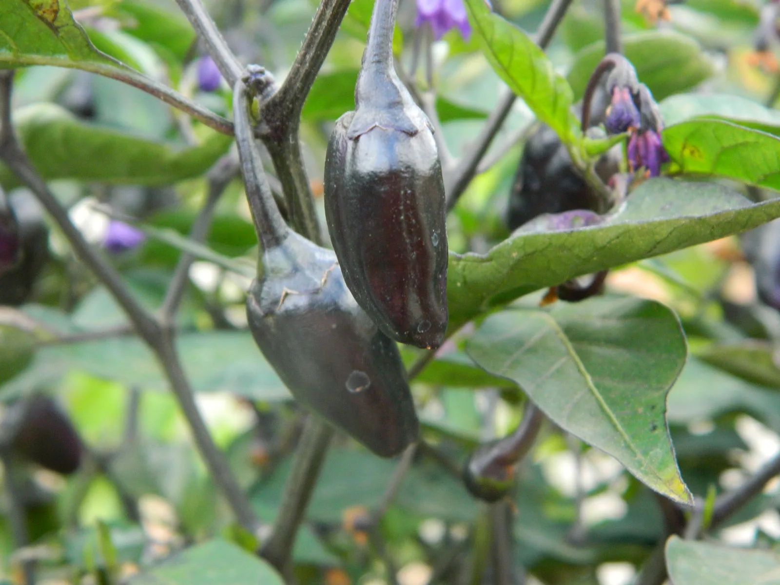 Piment Black Cuban