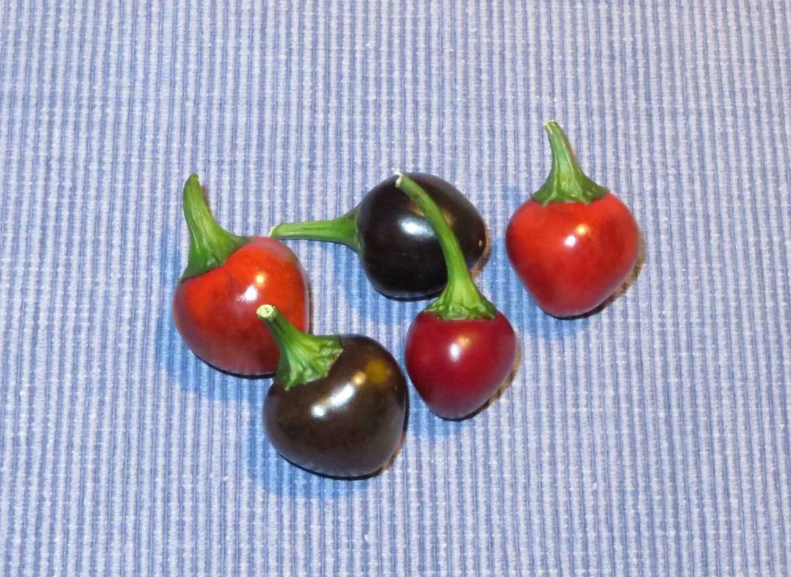 Piment Black Heart
