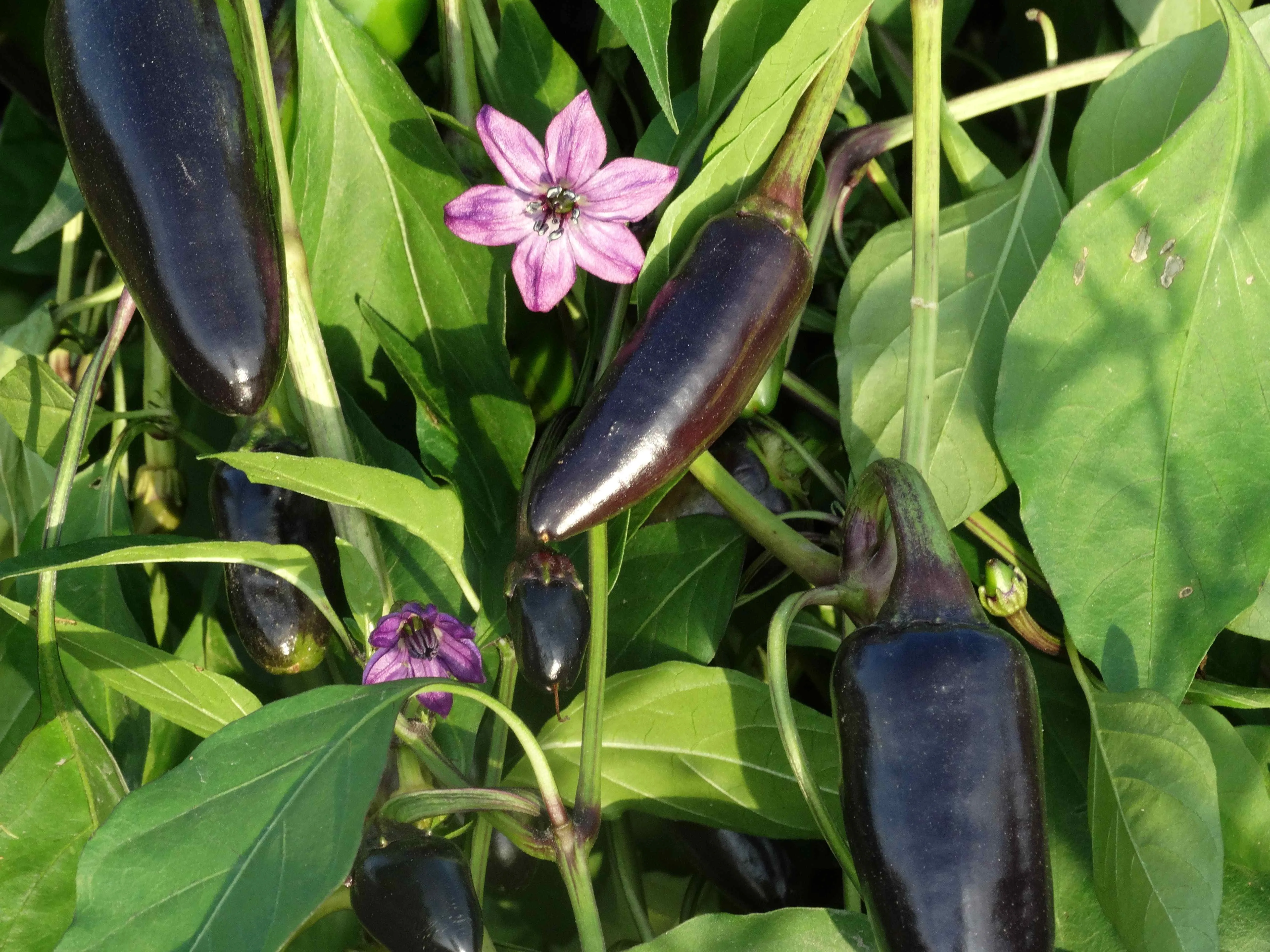 Piment Black Hungarian