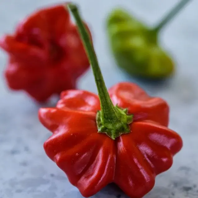 Piment Brazilian Starfish