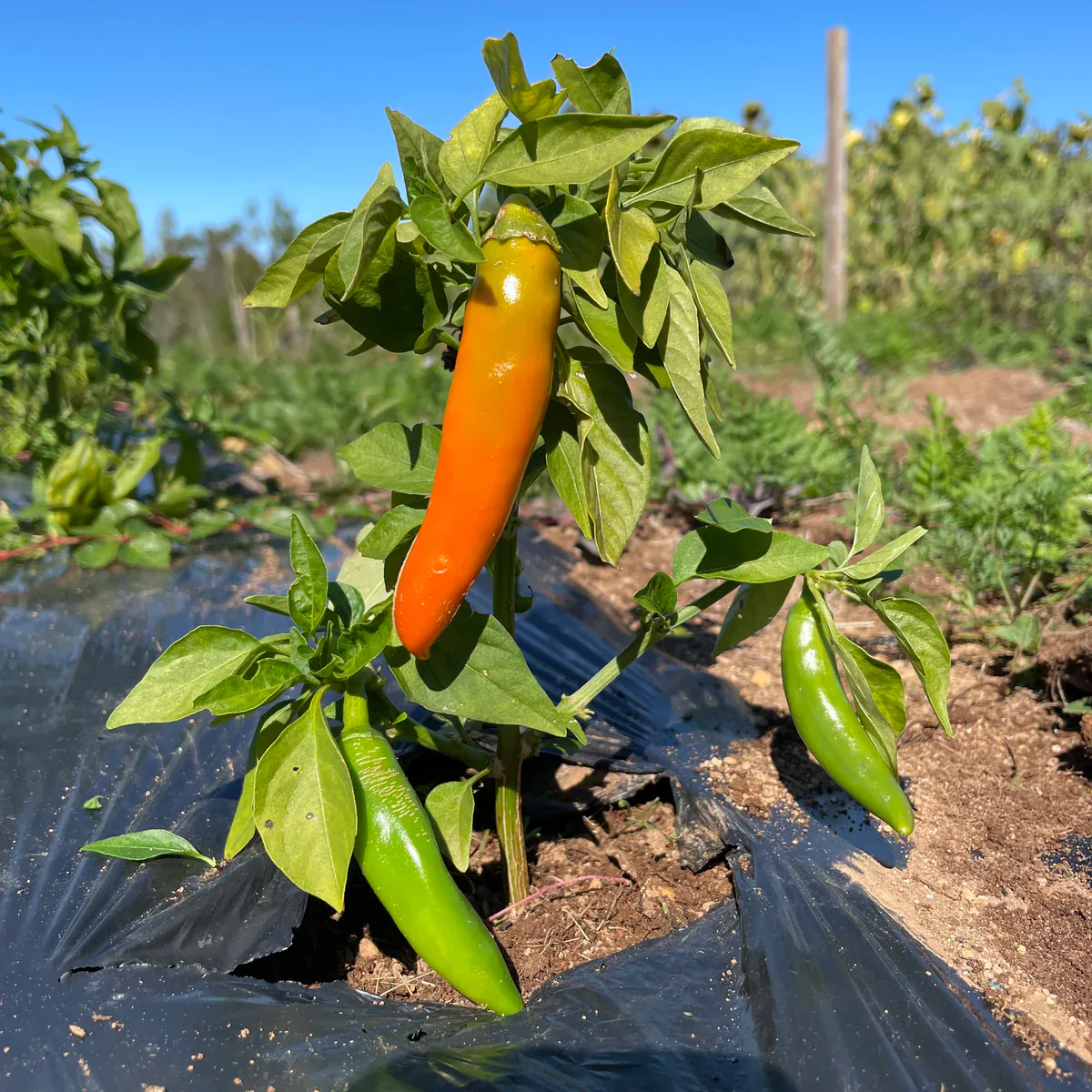 Piment Bulgarian Carrot