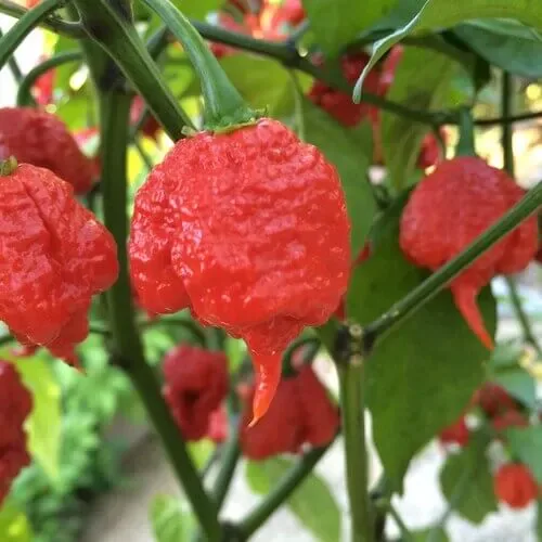 Carolina Reaper pepper