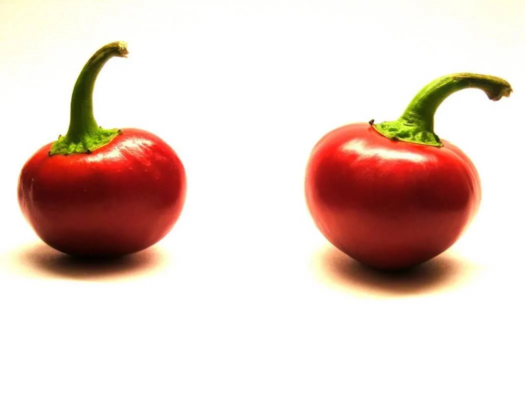 Piment Cherry Bomb Hybrid