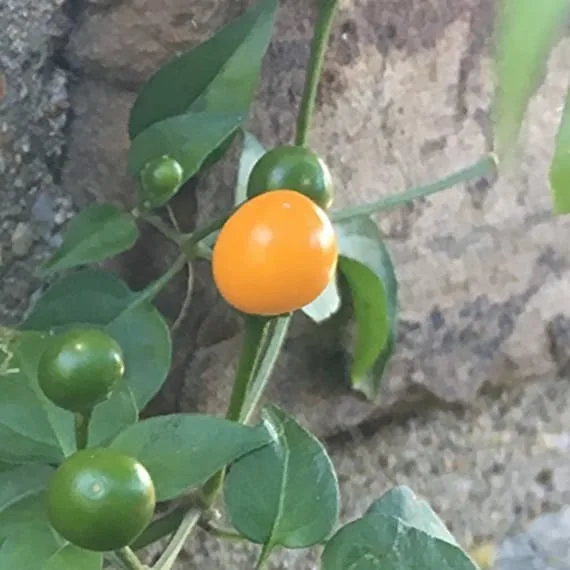 Piment Chiltepín Amarillo