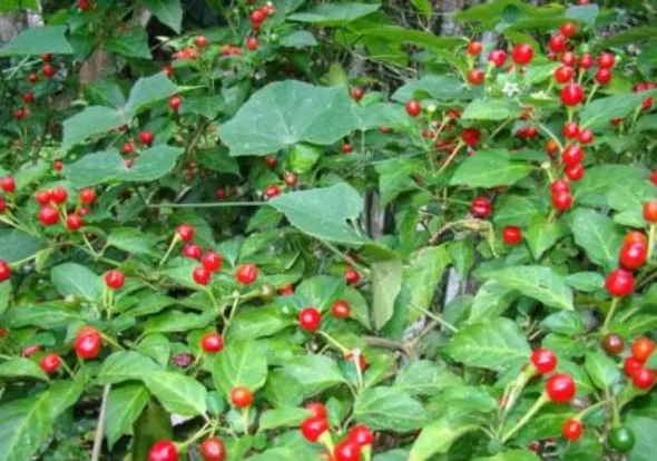 Piment Chiltepín Tarahumara