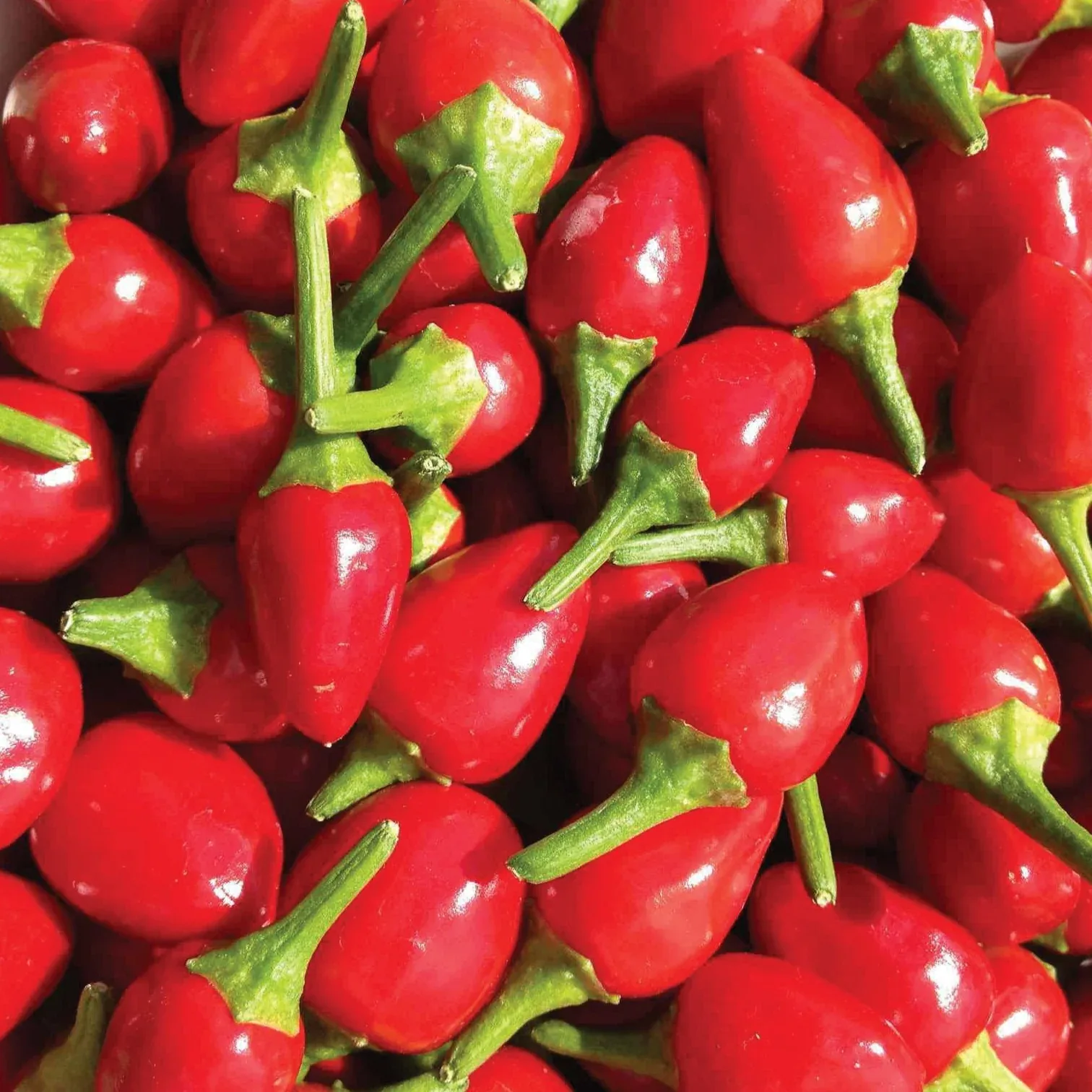 Piment Chiltepín Texas