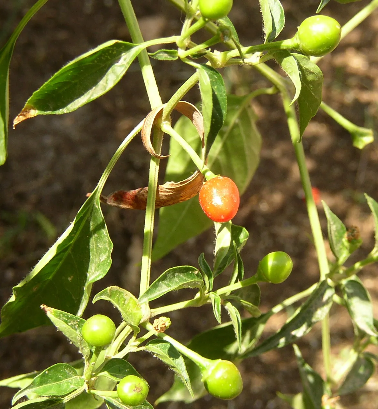 Piment Chiltepín