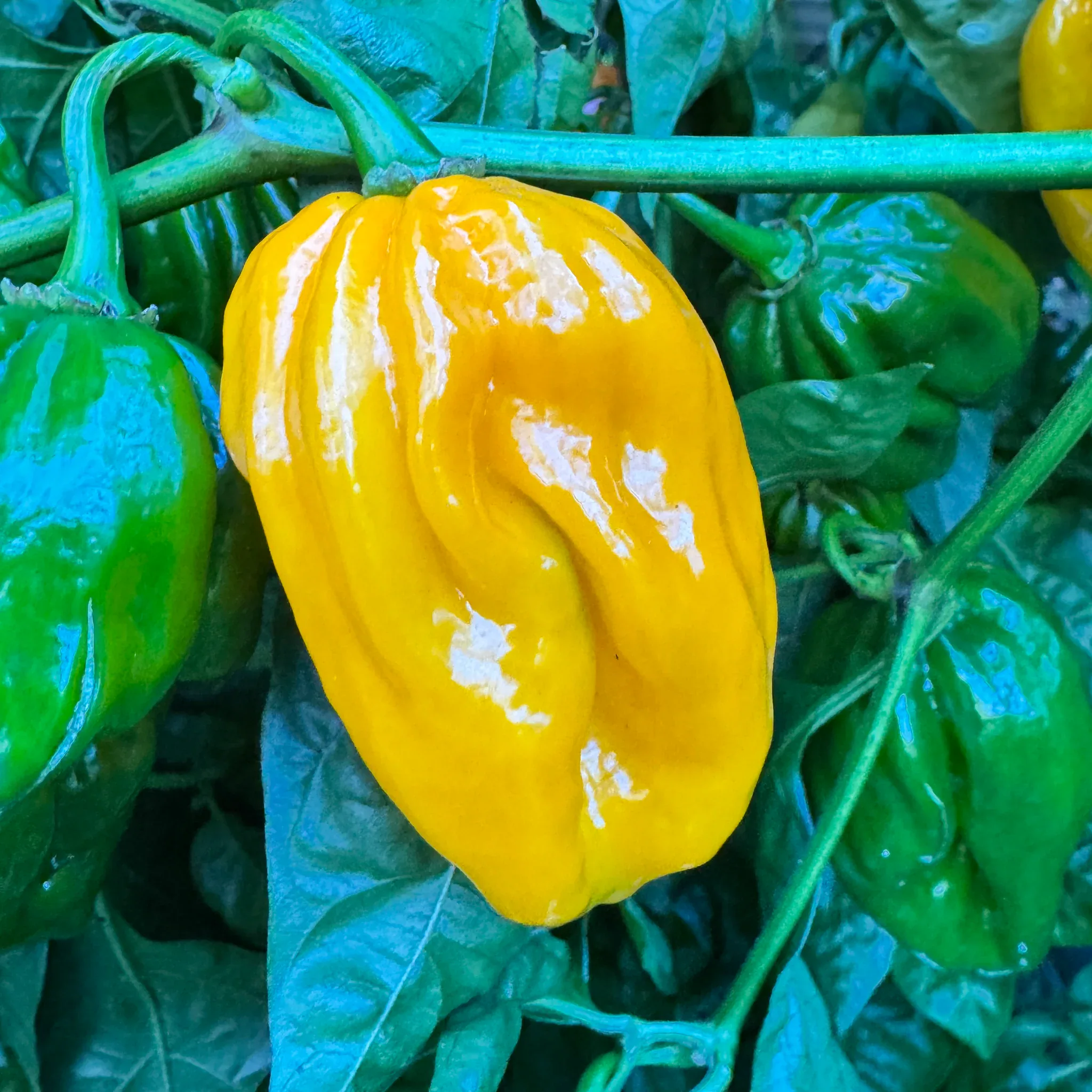 Piment Congo Yellow