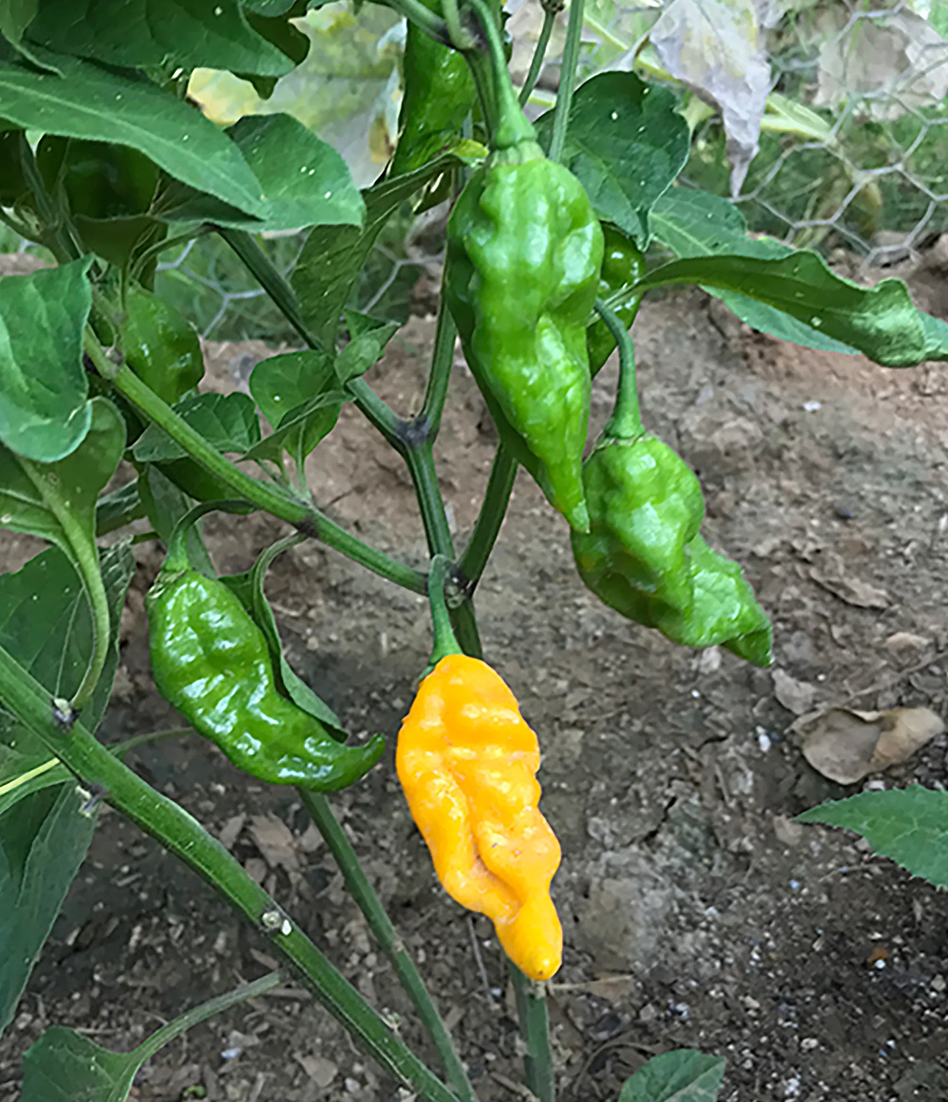 Piment Devil's Tongue