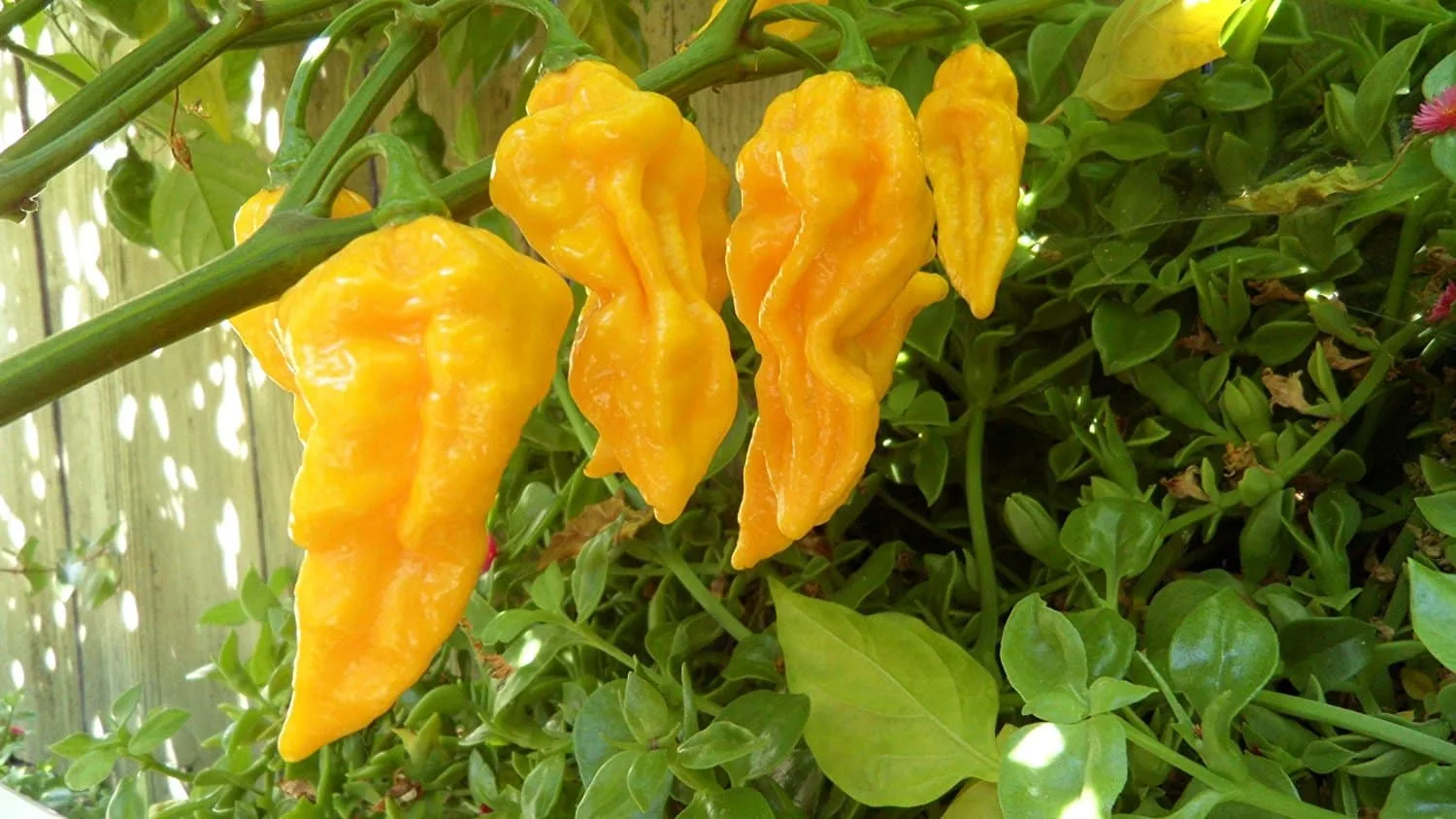 Piment Devil's Tongue
