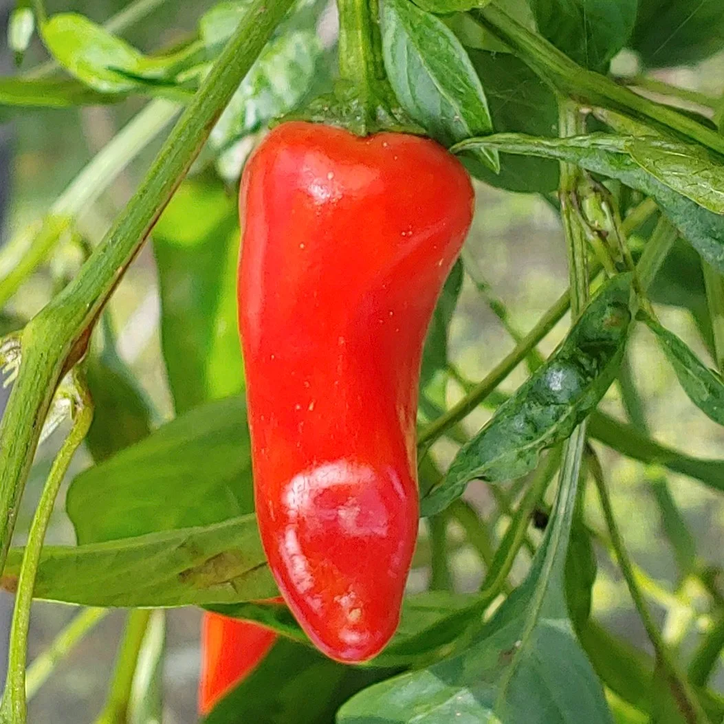Piment Fresno