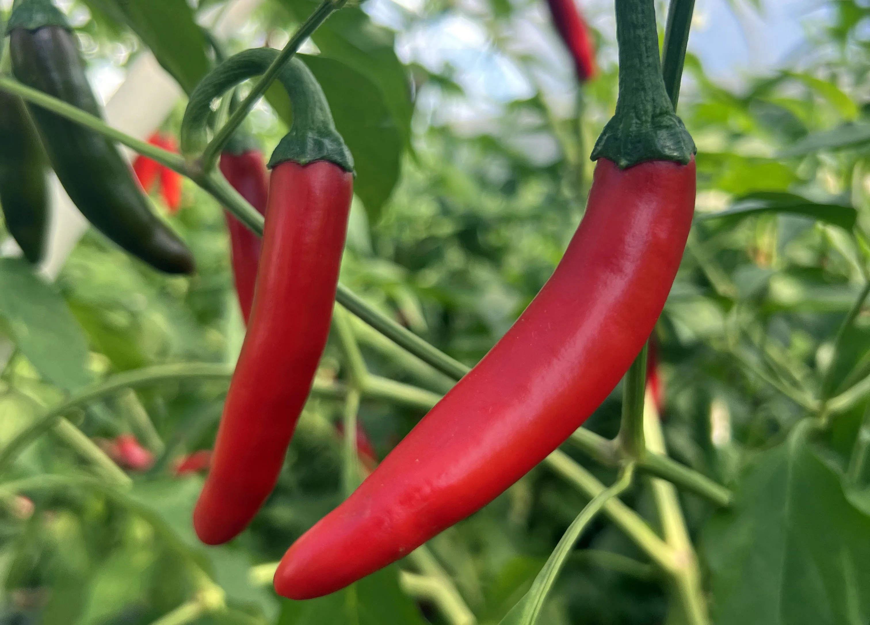 Gochugaru pepper
