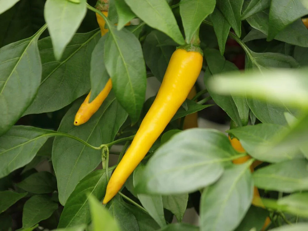 Golden Cayenne pepper