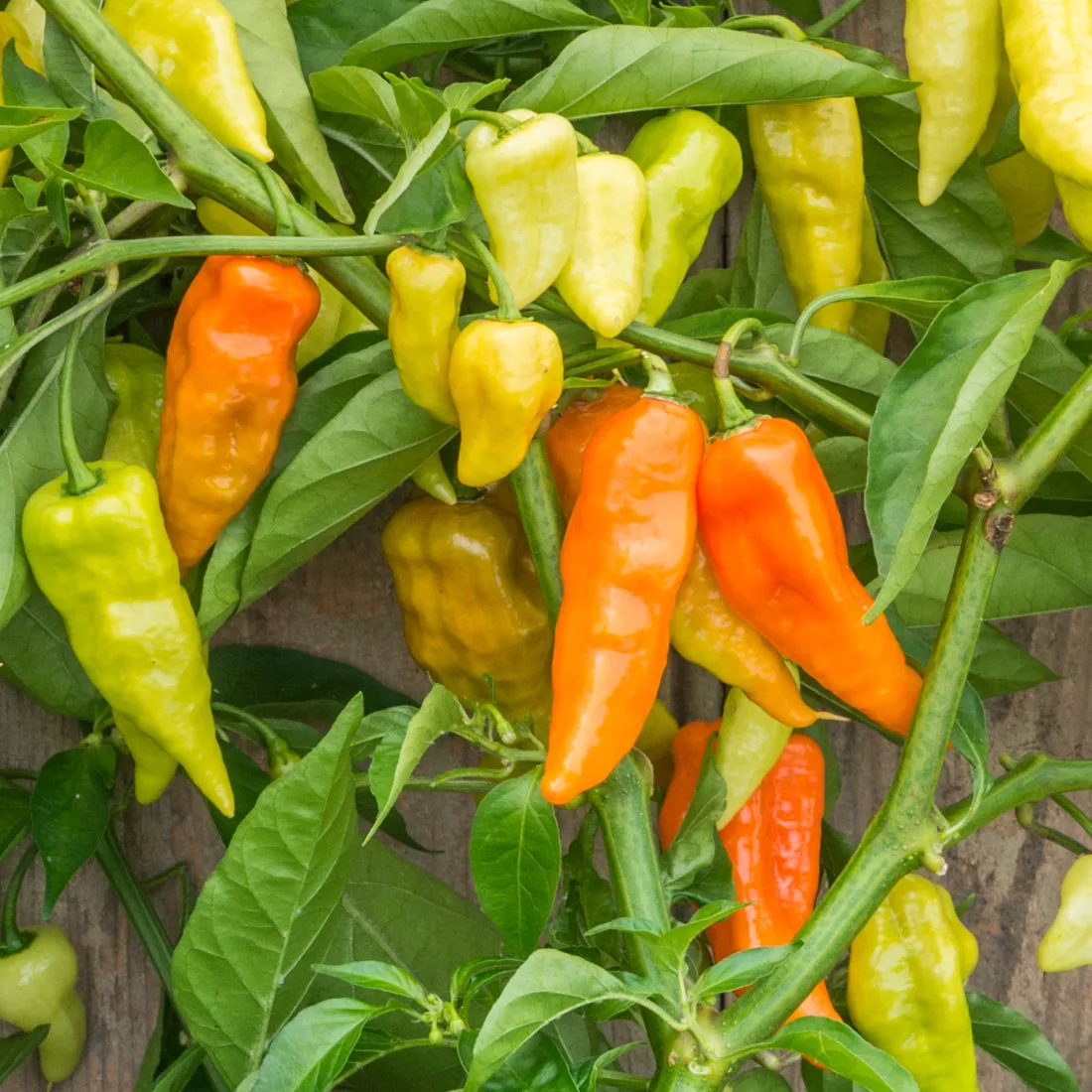 Piment Habanada