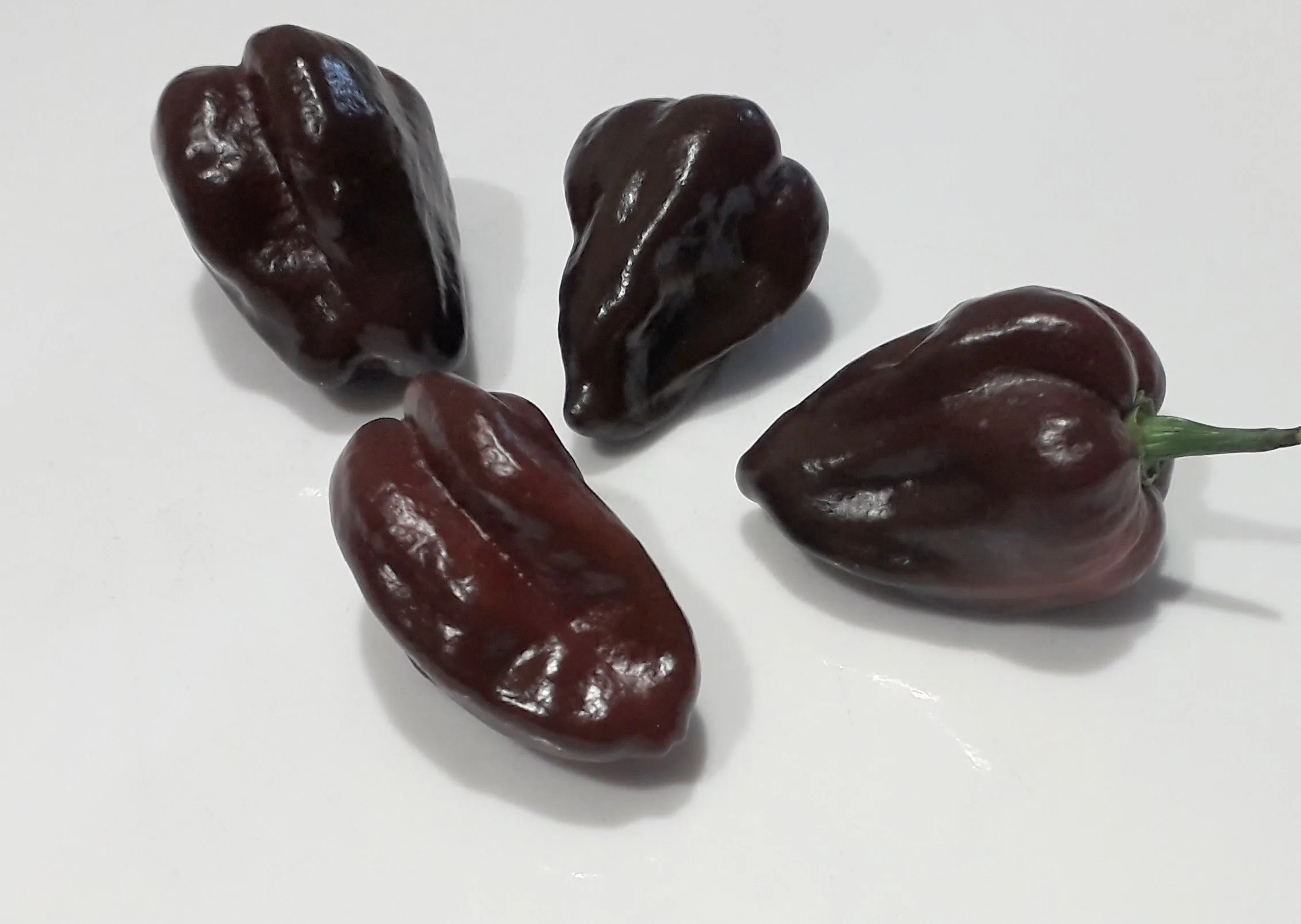 Habanero Chocolate pepper