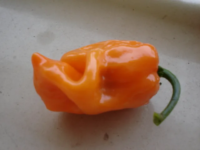 Habanero Orange pepper