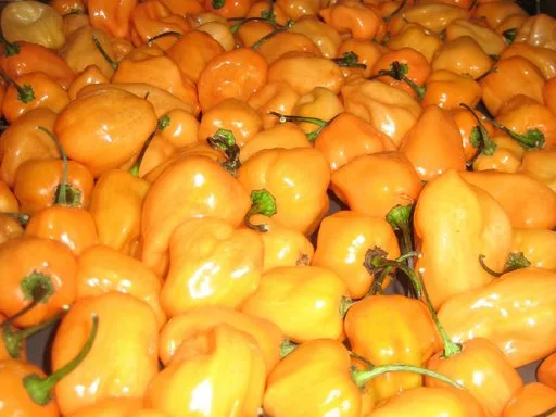 Habanero Orange peppers