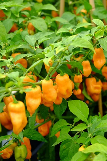 Habanero Peach pepper