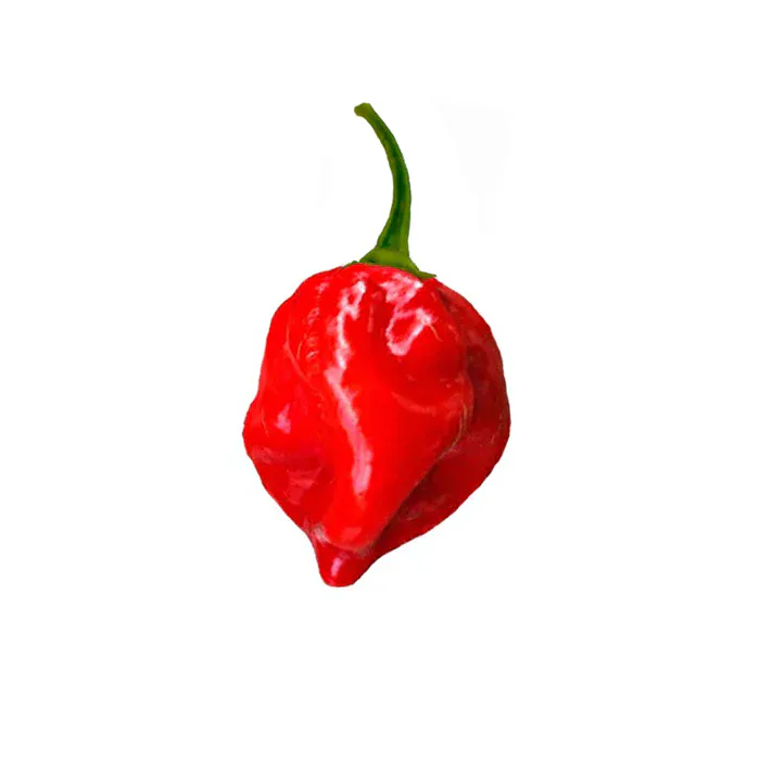 Habanero Red Carib pepper