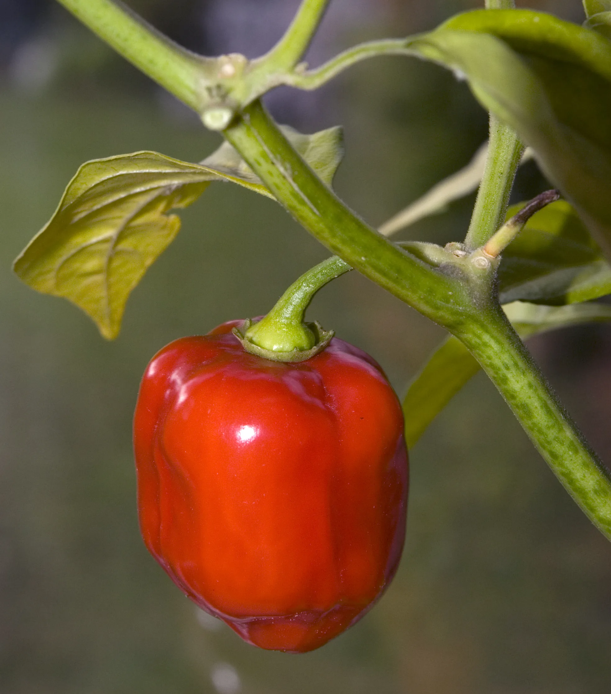 Habanero Savina pepper