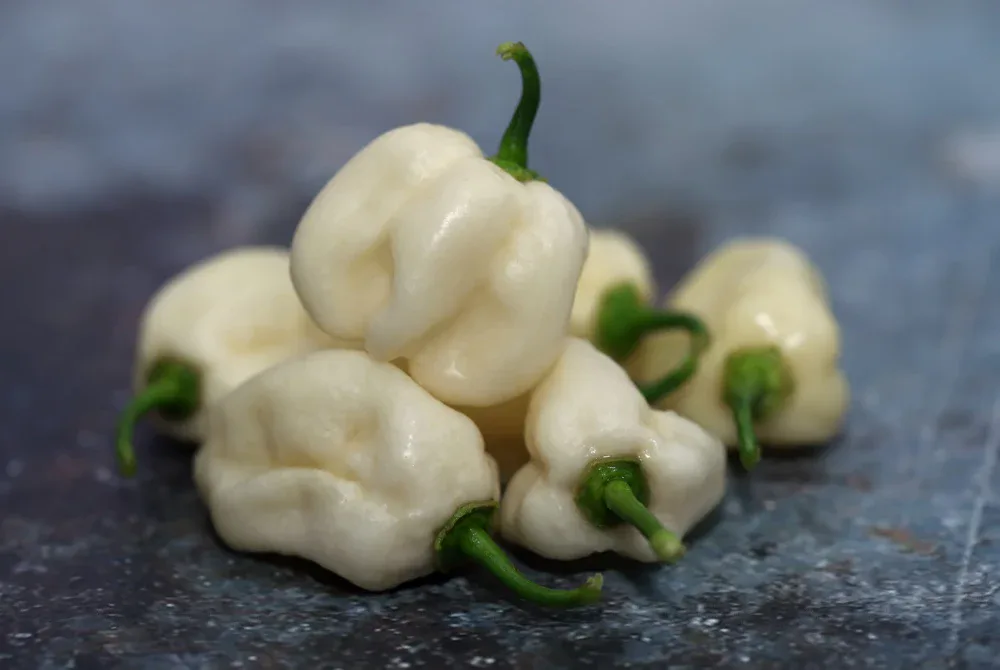 Piment Habanero White