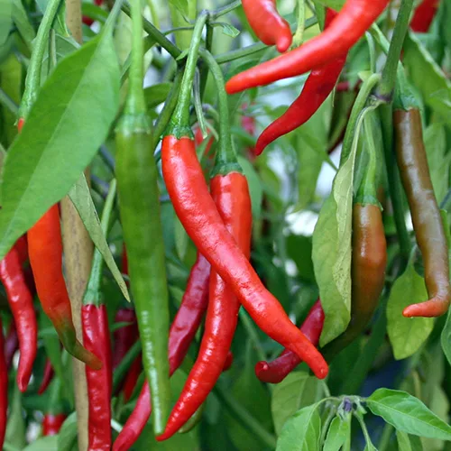 Piment Hanoi Red