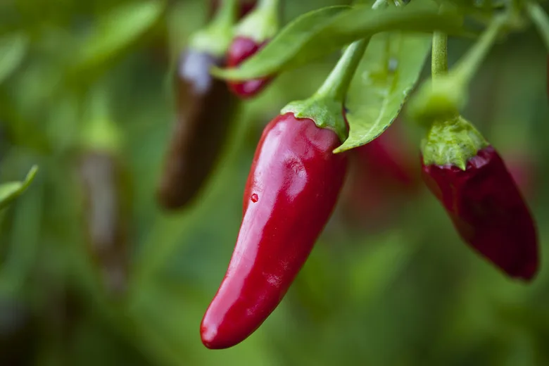 Piment Inferno F1