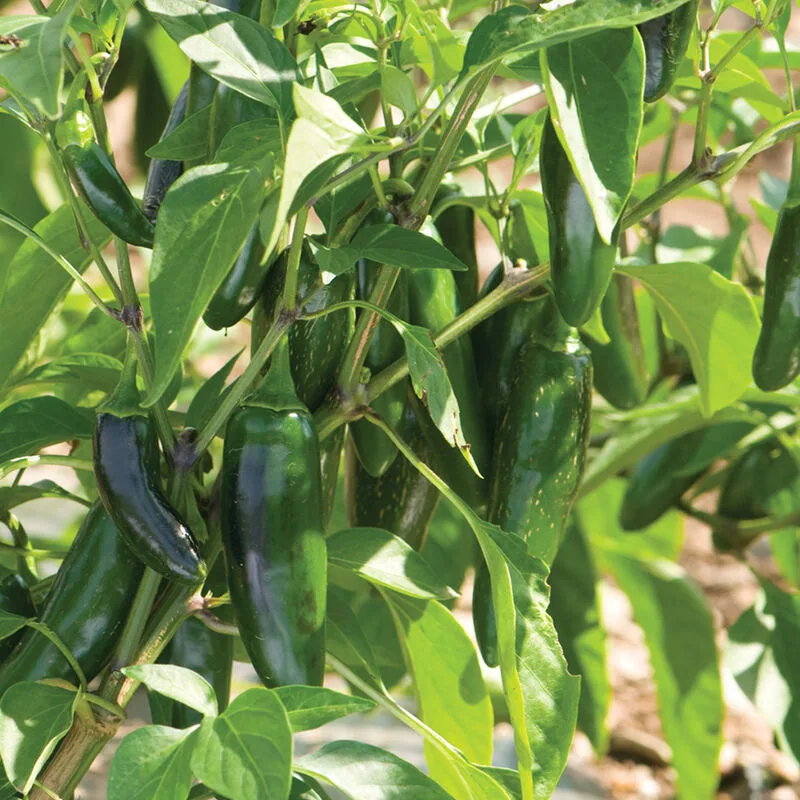 Piment Jalafuego