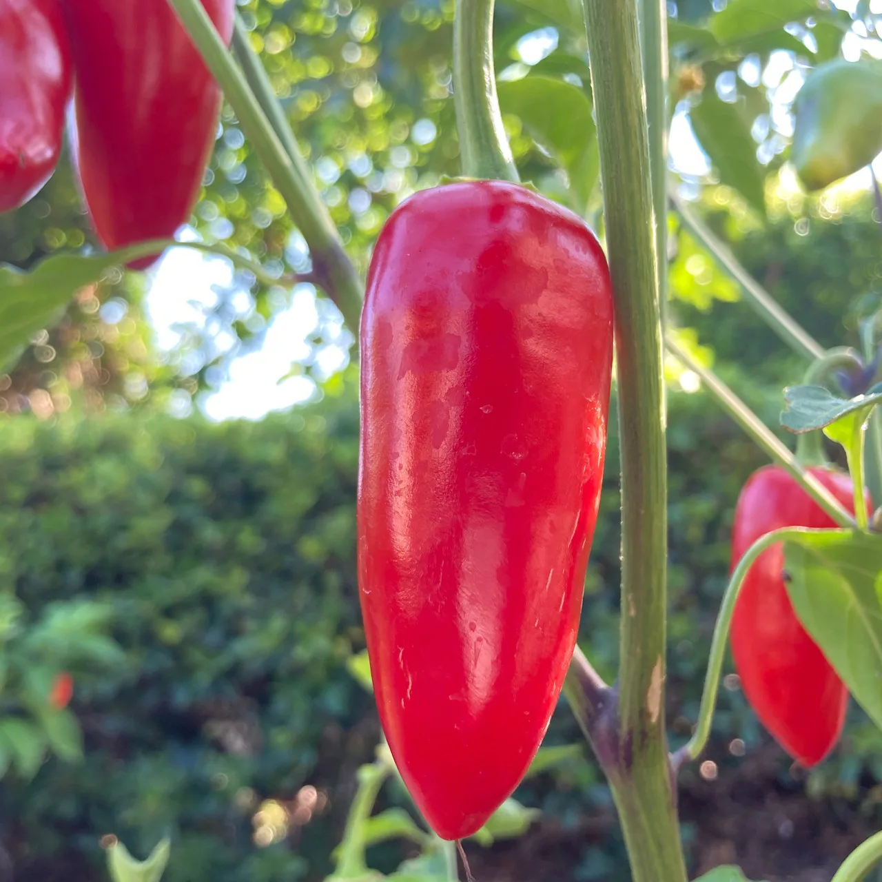 Piment Jalafuego