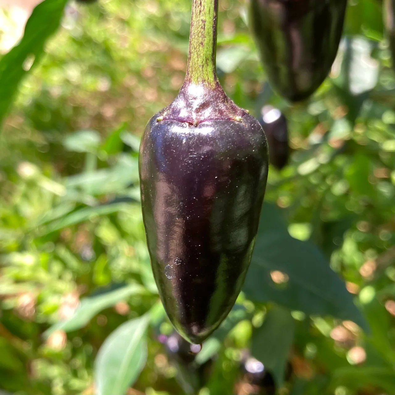 jalapeño Purple pepper
