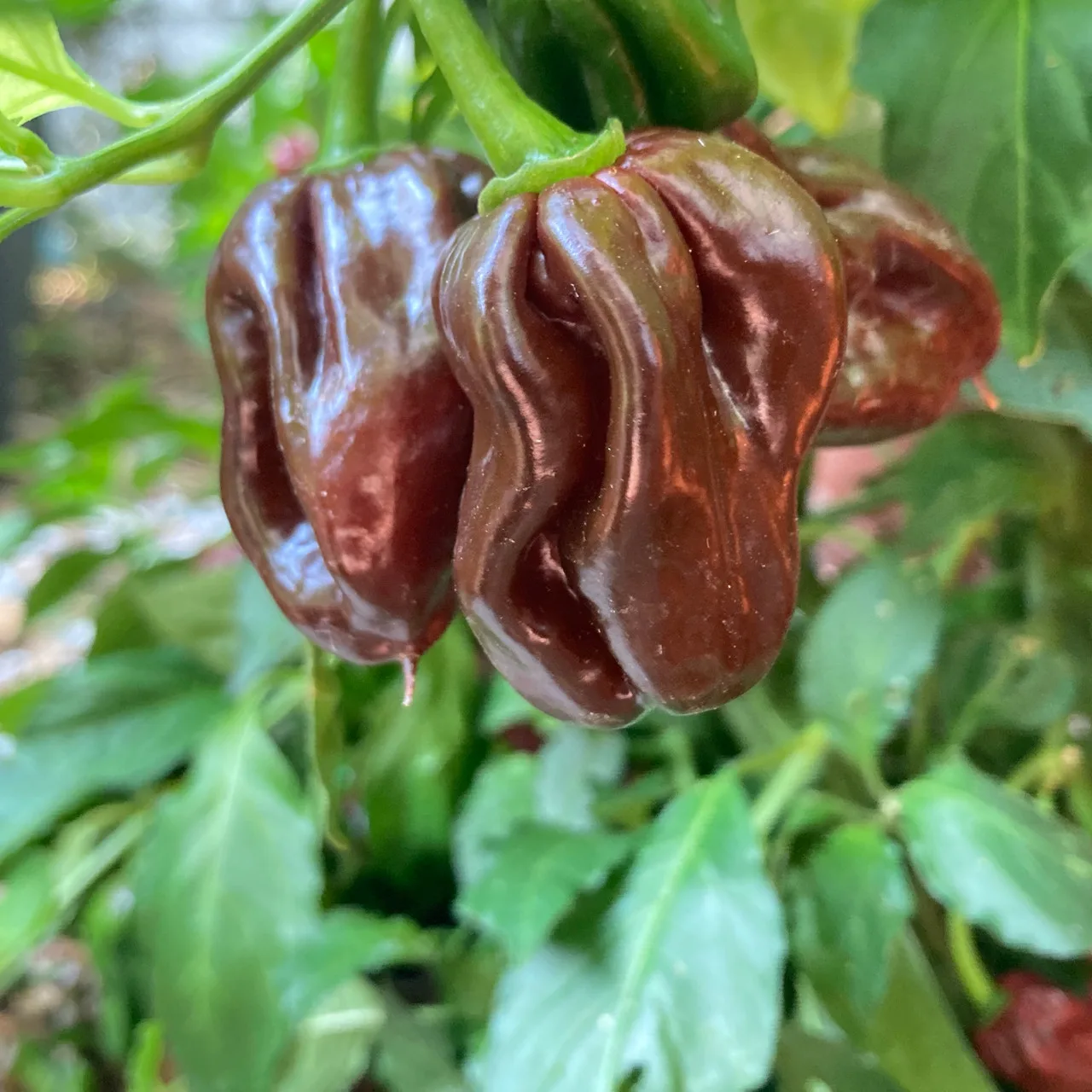 Piment Jamaican Hot Chocolate