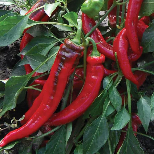 Piment Jimmy Nardello