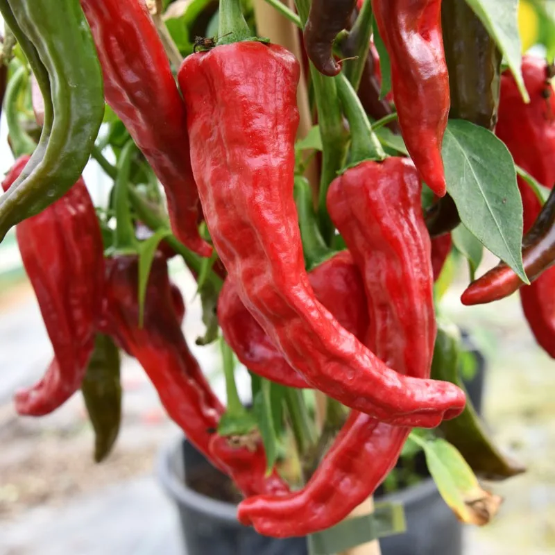Piment Kashmiri