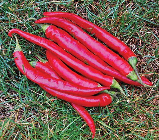 Piment Large Red Thick
