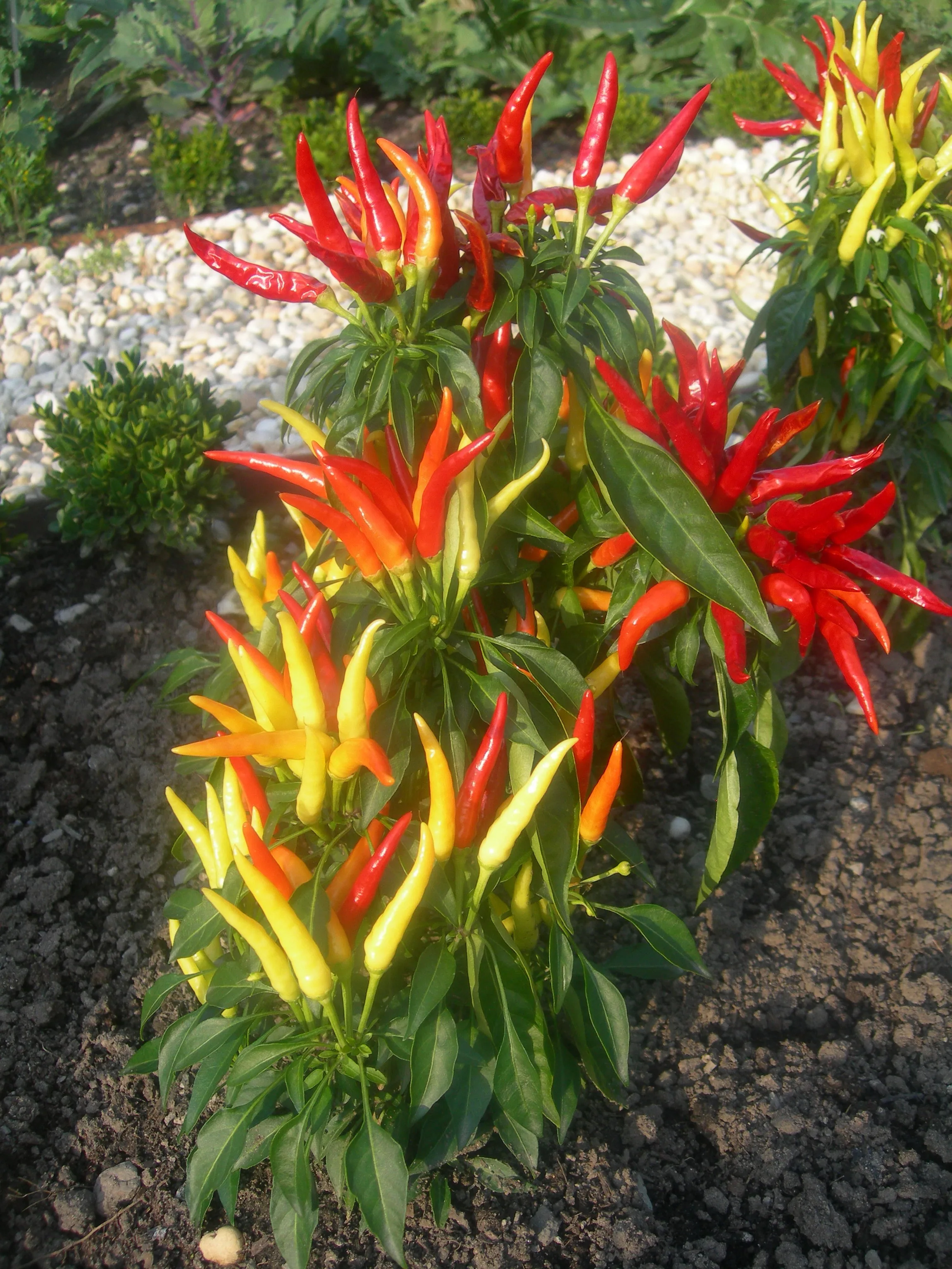 Piment Medusa