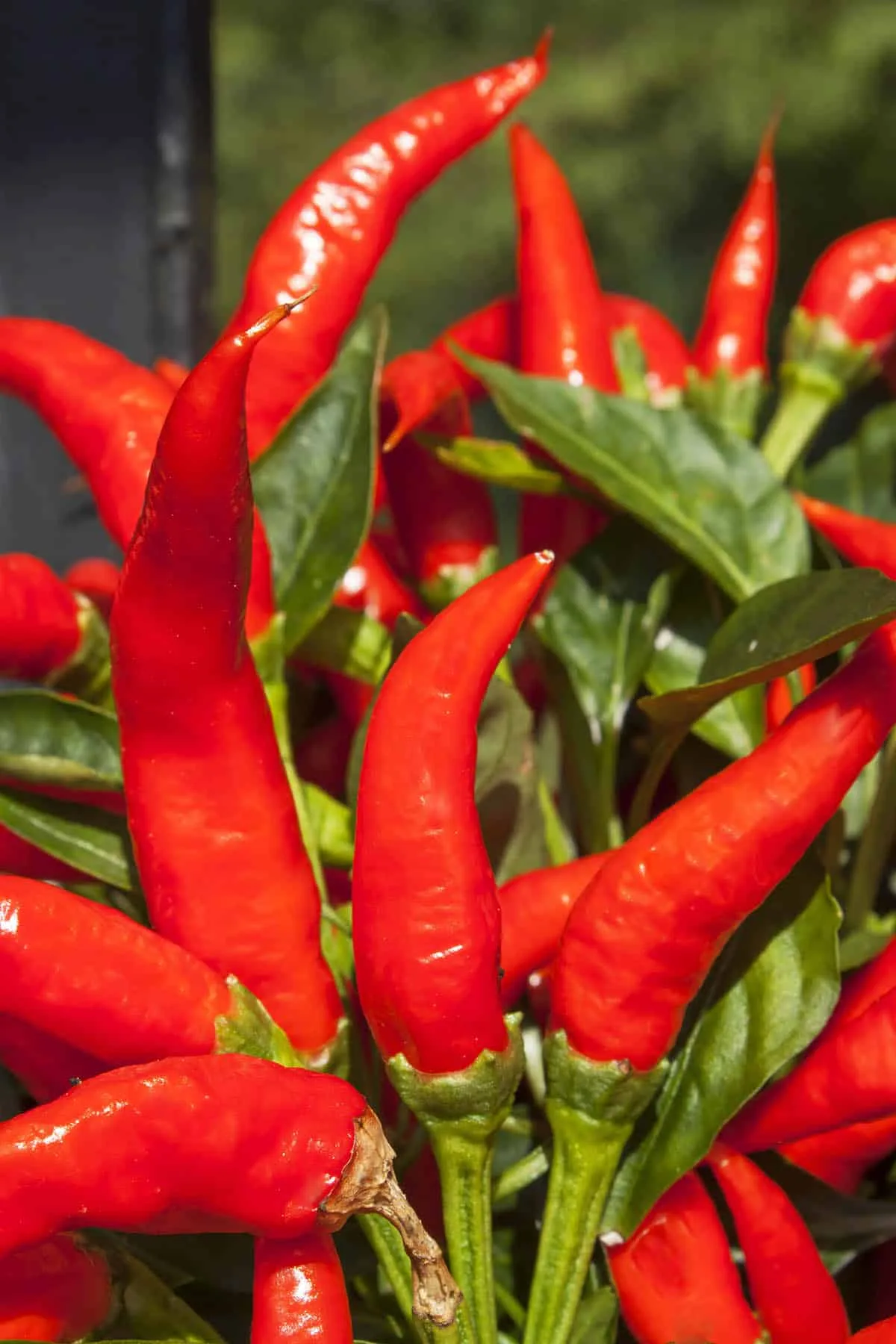 Piment Mirasol
