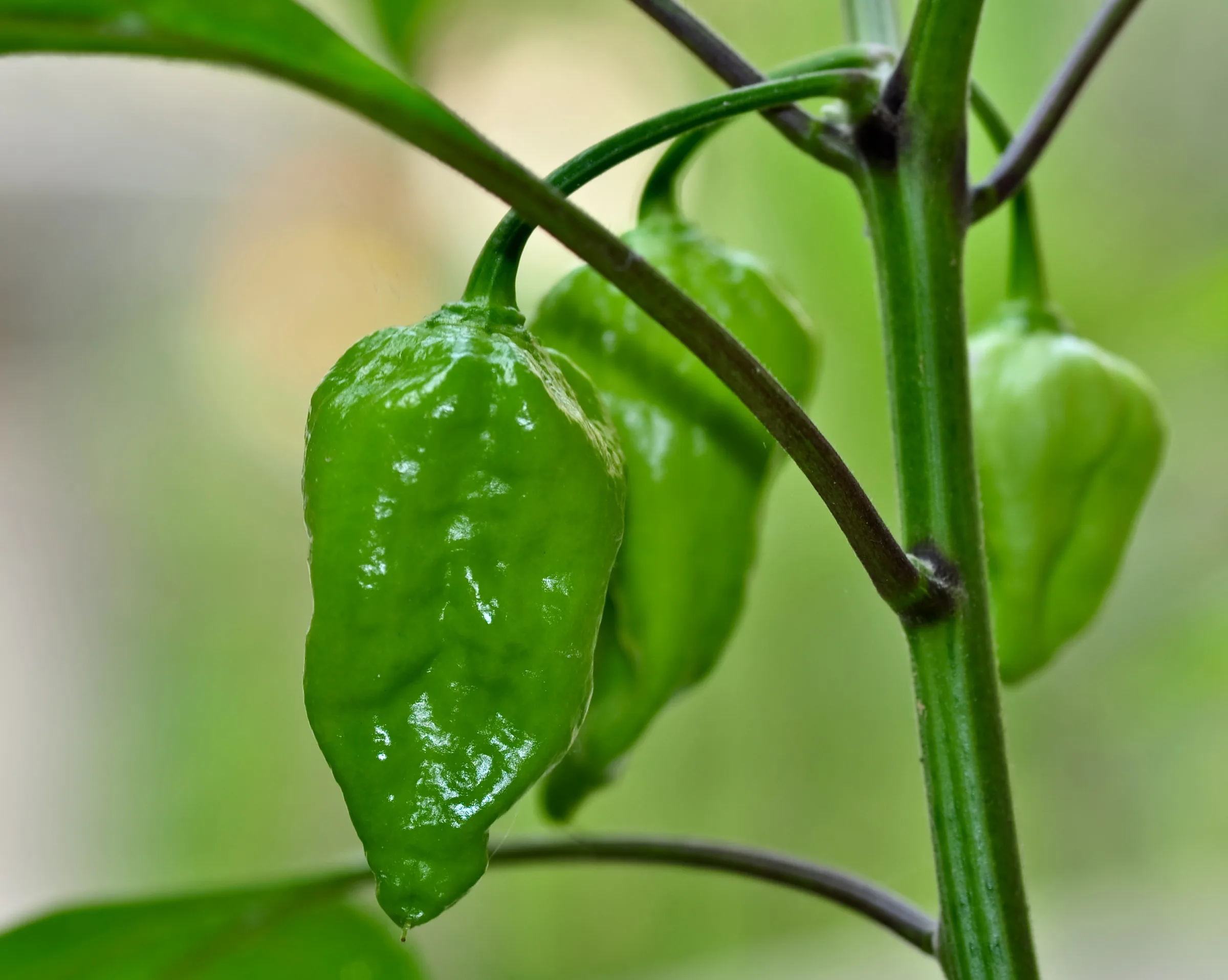 Naga Morich pepper