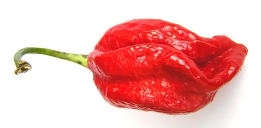 Naga Viper pepper